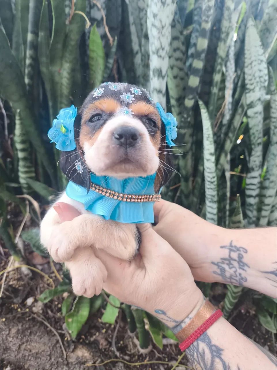 Últimos bebês de beagle 