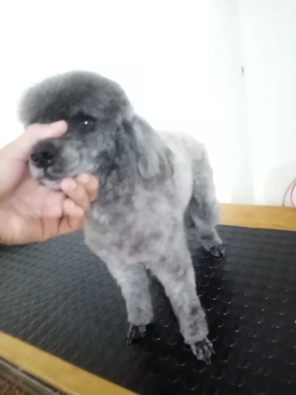 Banho e tosa a domicílio