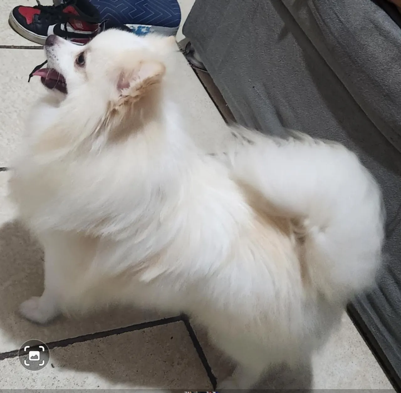 Spitz alemão jovem macho