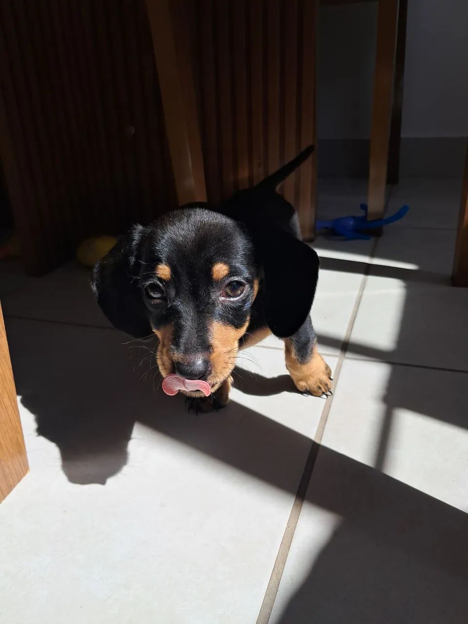 Dachshund - Foto 4