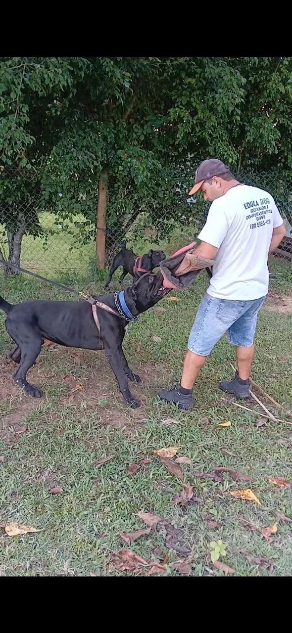 Adestrador e comportamentalista 