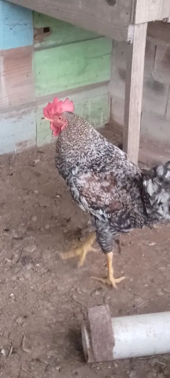 Galos 