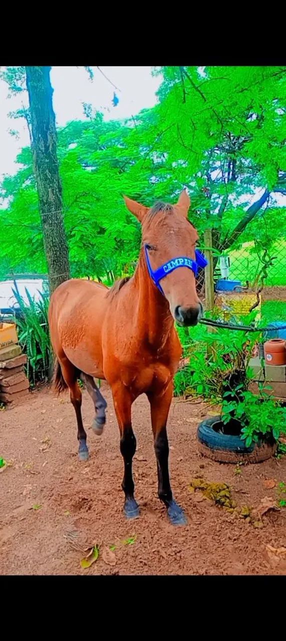 Vendo potro meio sangue QM 