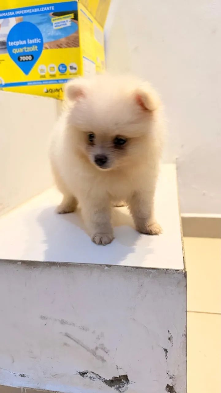 Spitz alemão macho  - Foto 3
