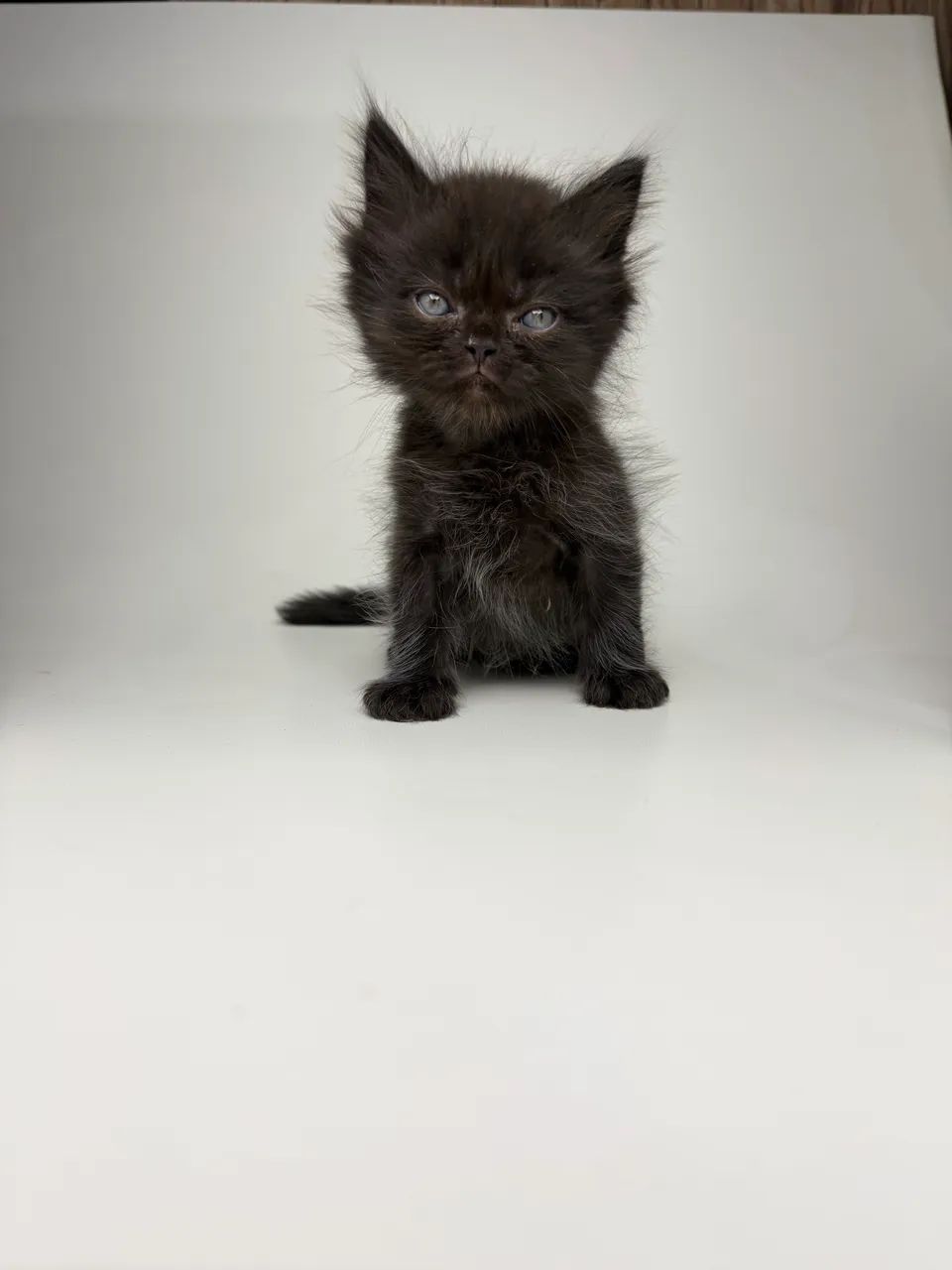 Gato persa  - Foto 2