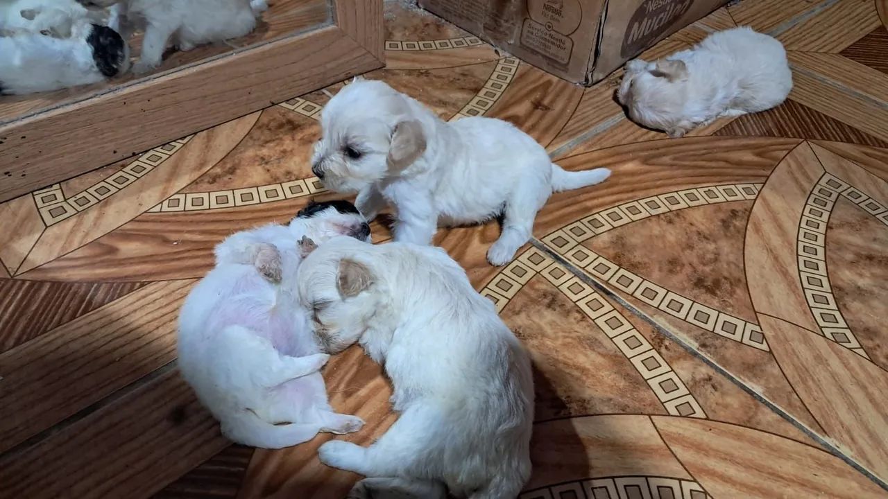 Poodle  - Foto 2