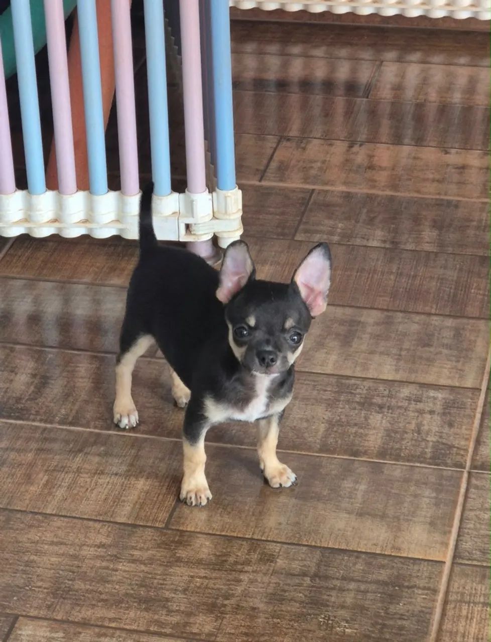 Chihuahua Macho  - Foto 3