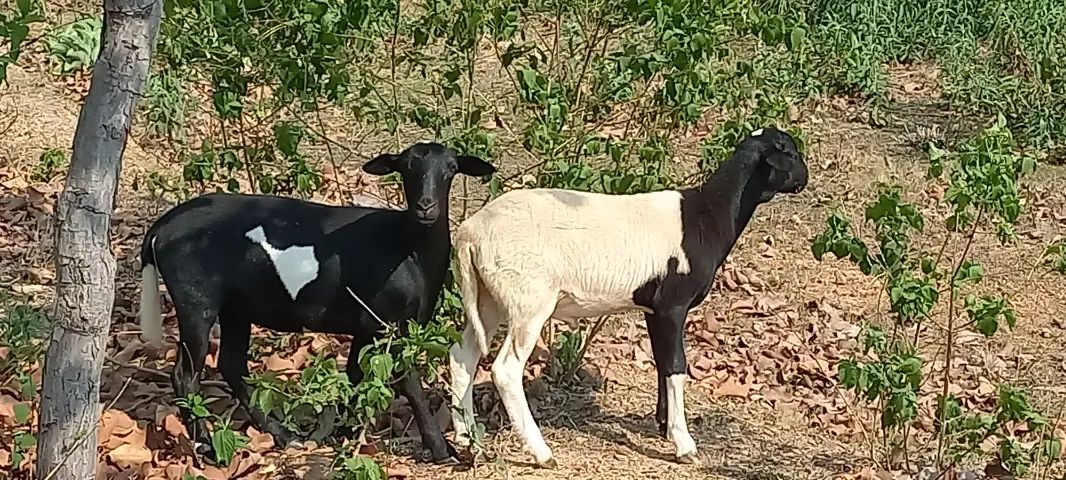 VENDO OVELHAS - Foto 4