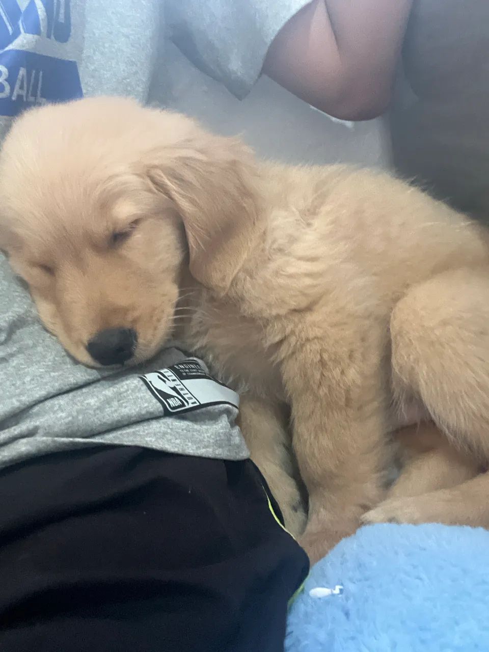Golden retriever  - Foto 3