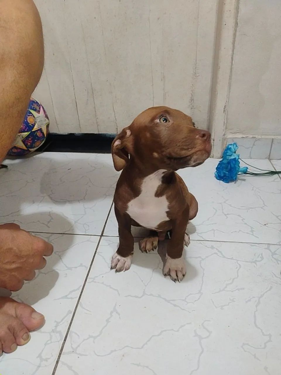 Filhotes de Pitbull  - Foto 2