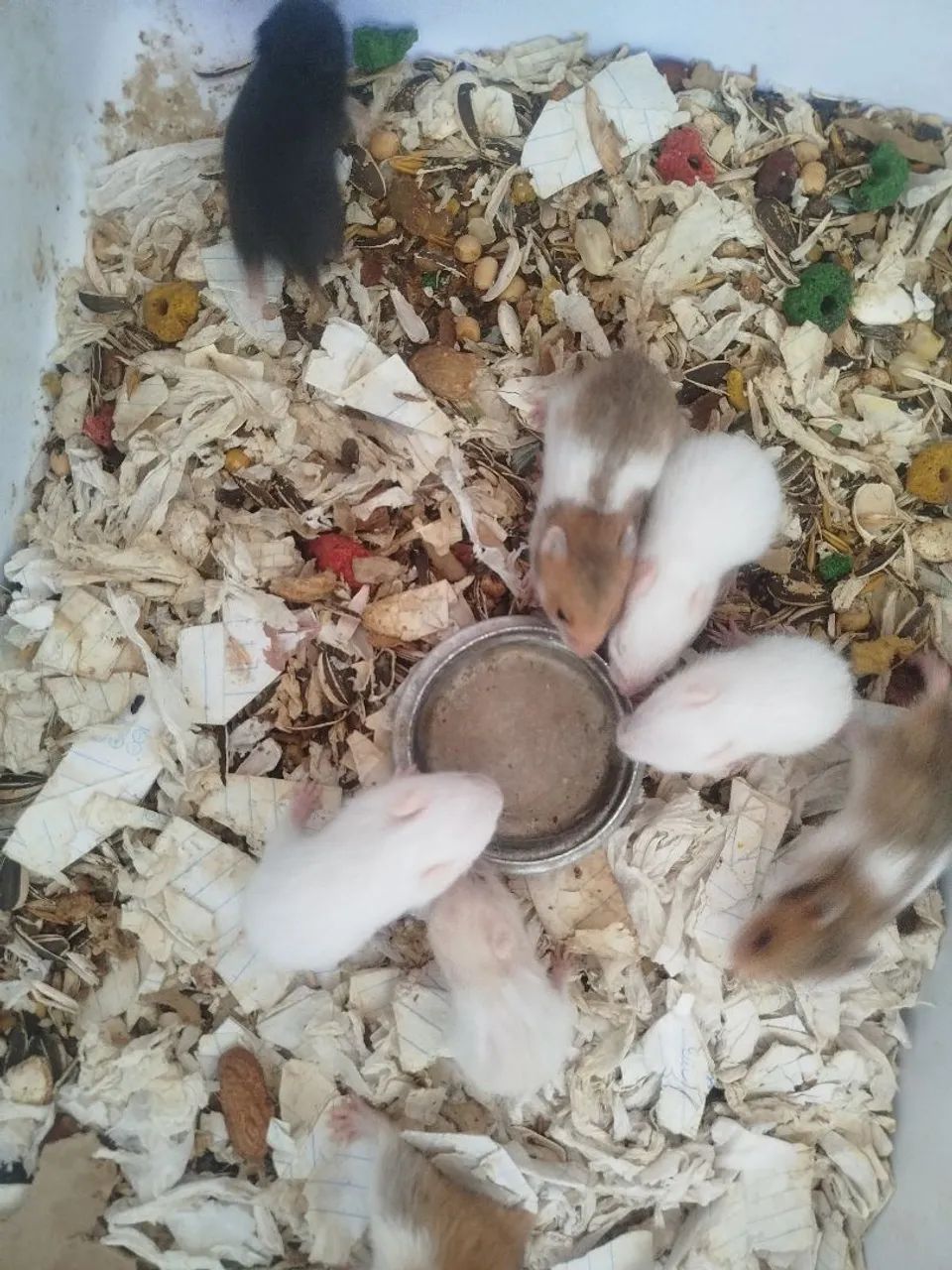 Hamster  - Foto 2