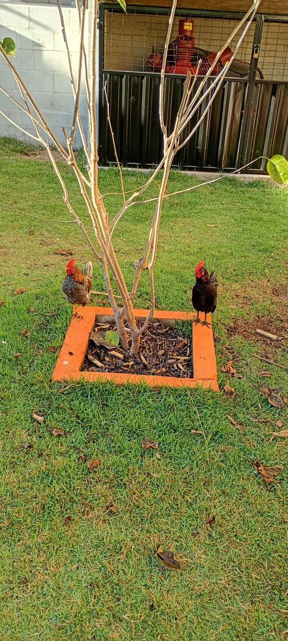 Jardinagem  - Foto 2