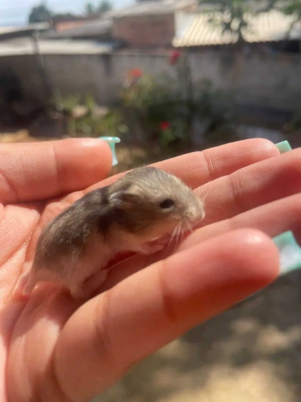 Filhotes de hamsters anão russo  - Foto 2