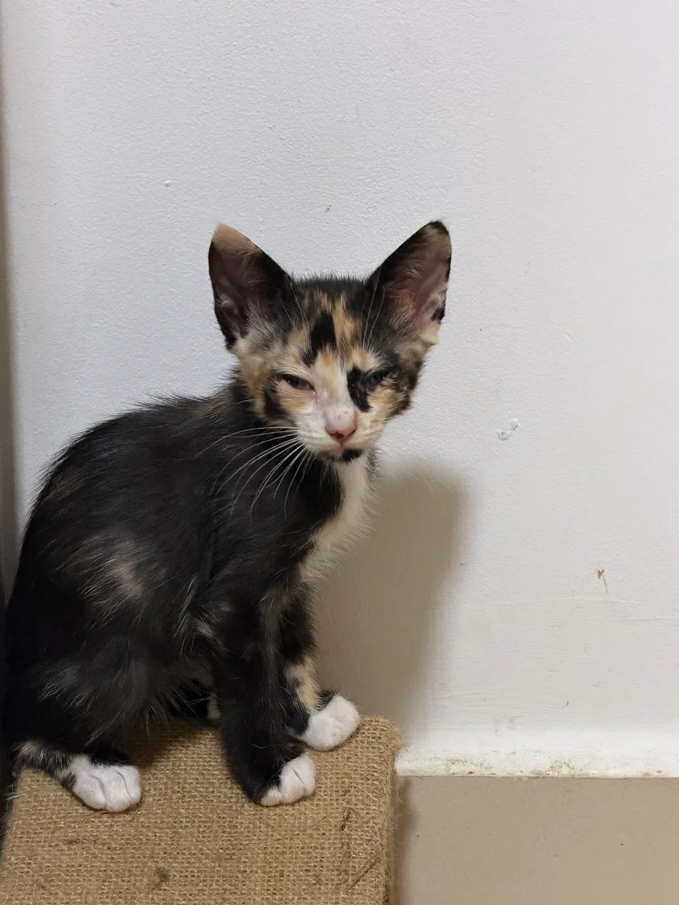 Doação gatos filhotes  - Foto 3