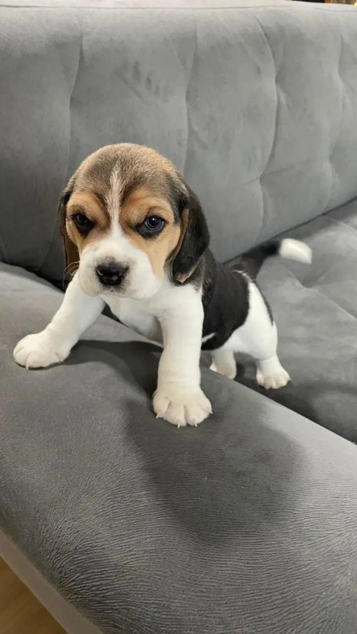 Beagle fofos