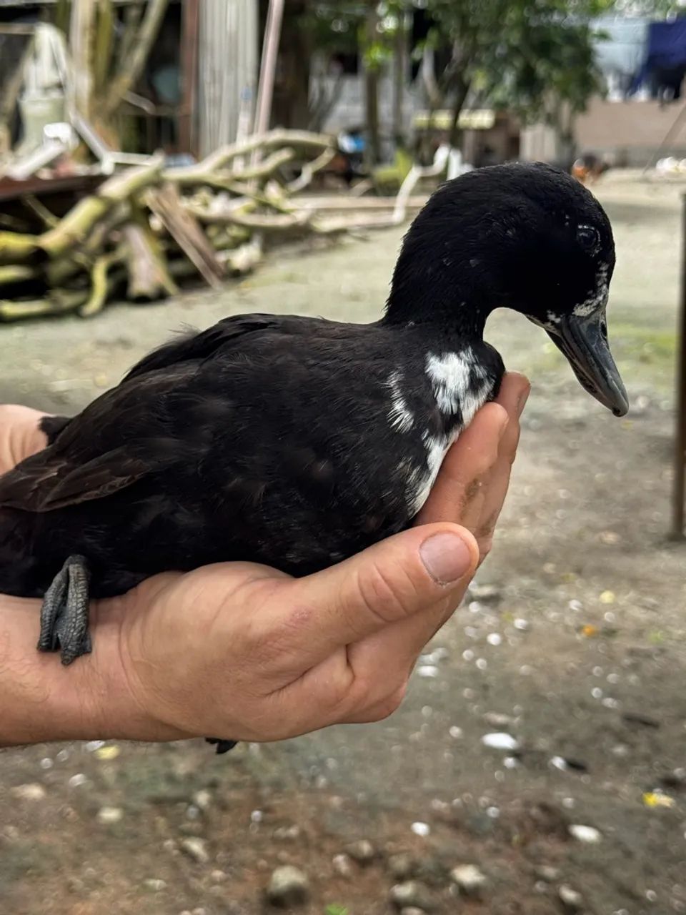Mini marrequinha em postura 