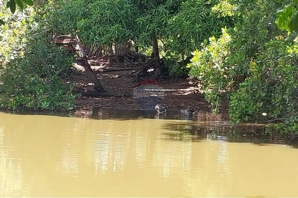 VENDO SÍTIO NA RODOVIA DO PEIXE - Foto 4