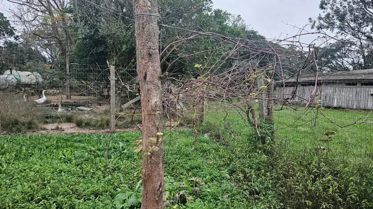 Velleda oferece excelente sítio de 1200m² com casa de 4 dormitórios e próximo do asfalto - Foto 4