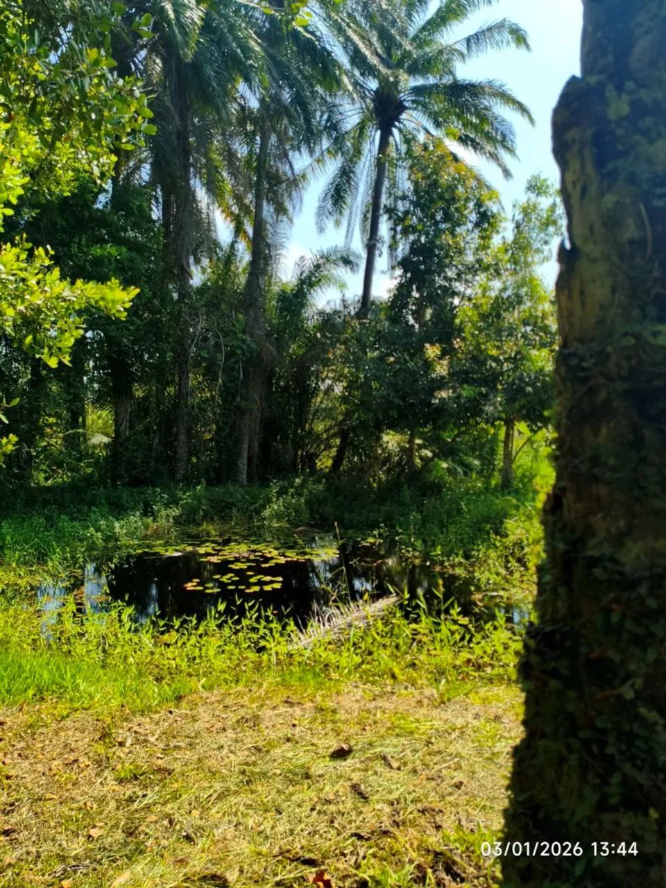 Chácara com 4 quartos à Venda, 30000 m² em Ilhéus/BA - Foto 4