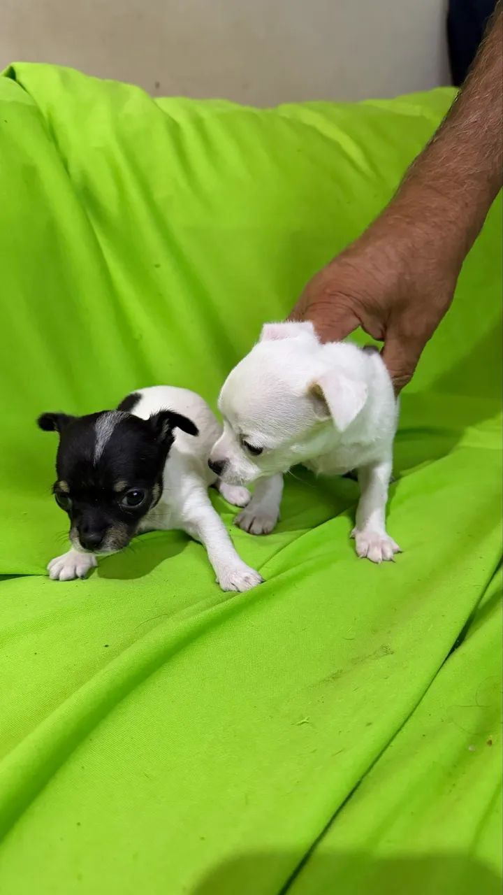 Pinscher - Foto 3