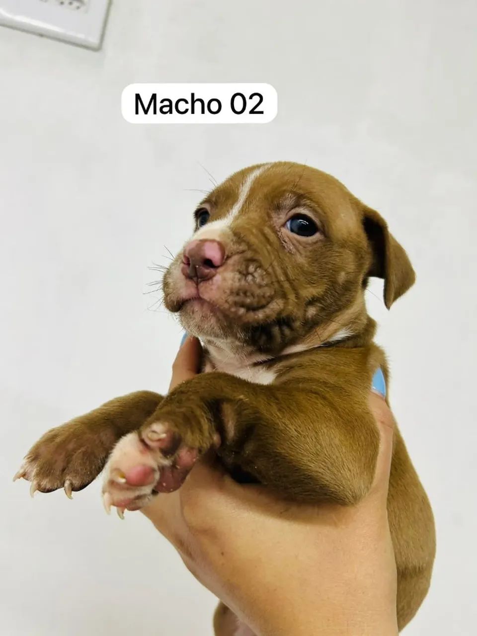 Filhotes de pitbull  - Foto 2