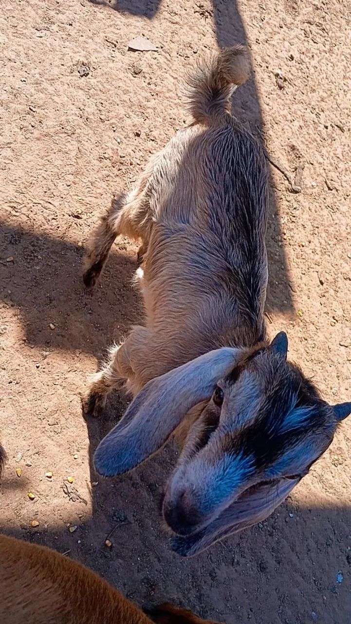 Cabrito  - Foto 2