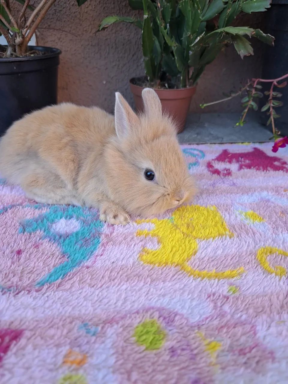 Mini coelho  - Foto 2