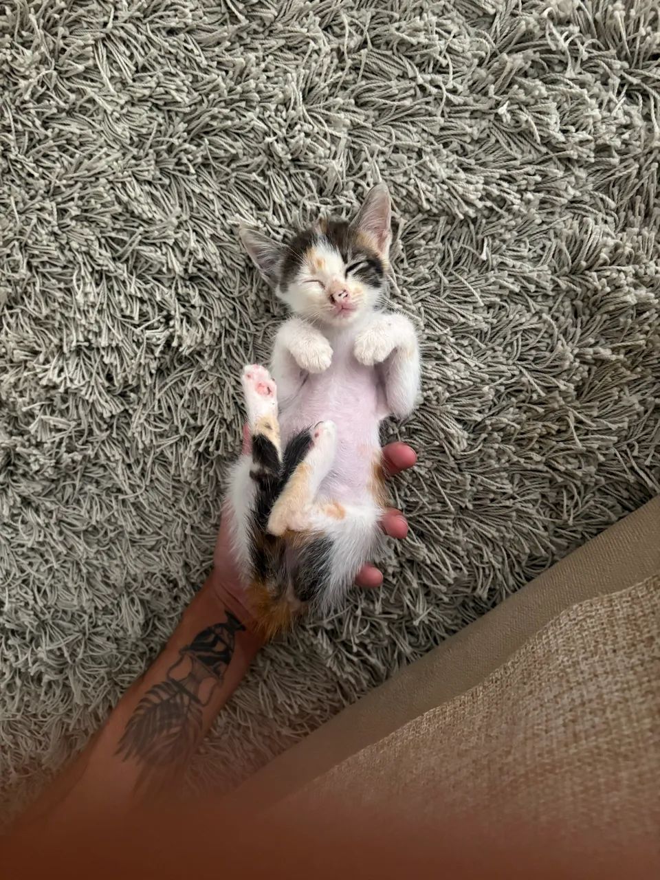 Gata para adoção 