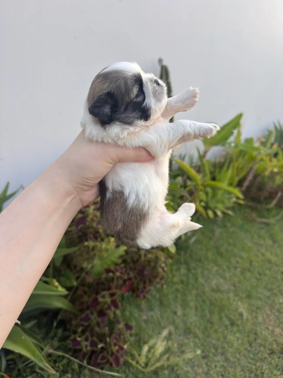 Filhotes de Shih Tzu - Foto 2