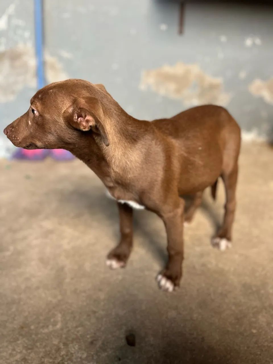 Cachorro macho - Foto 3