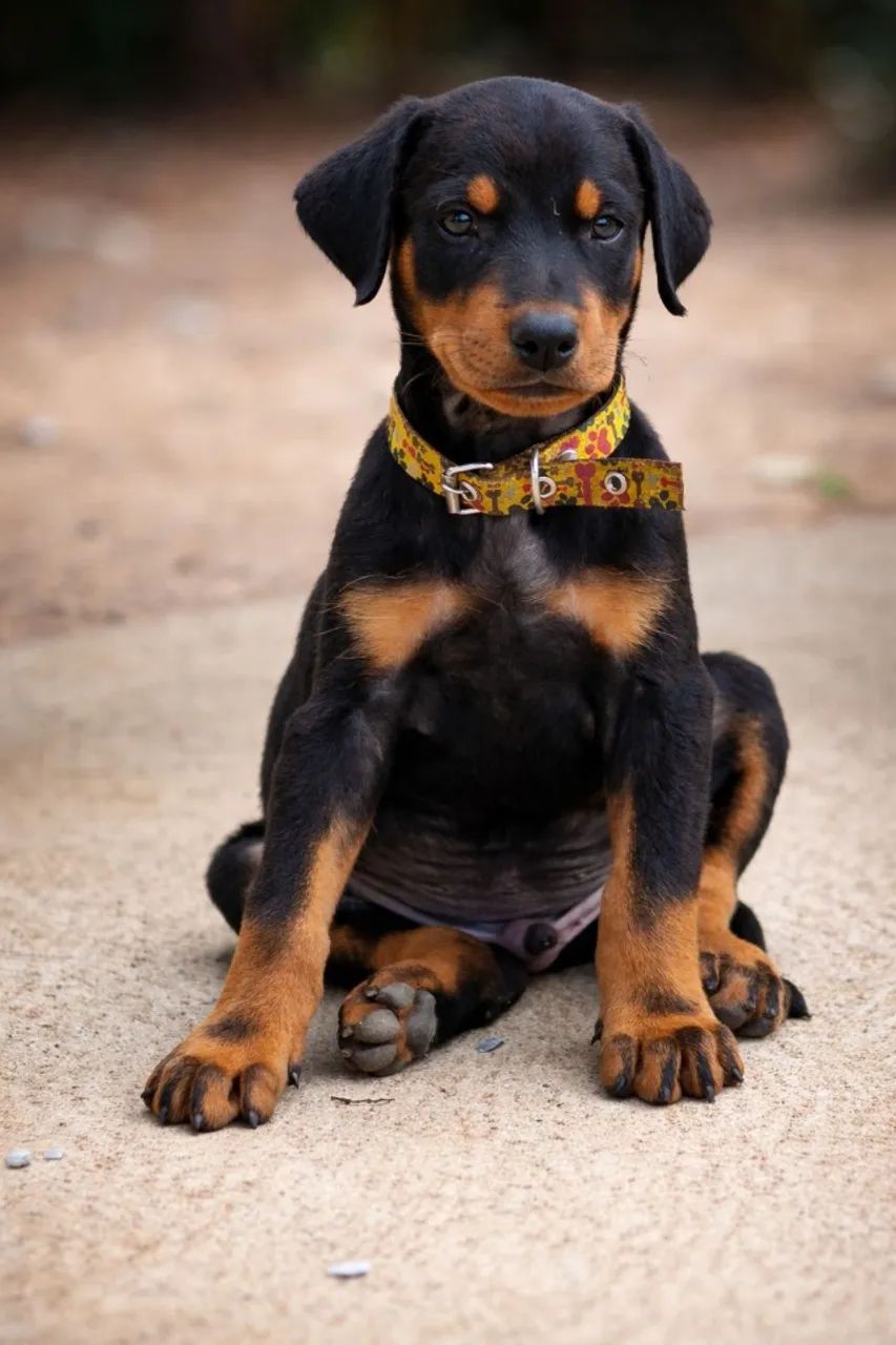 Filhotes de Doberman 