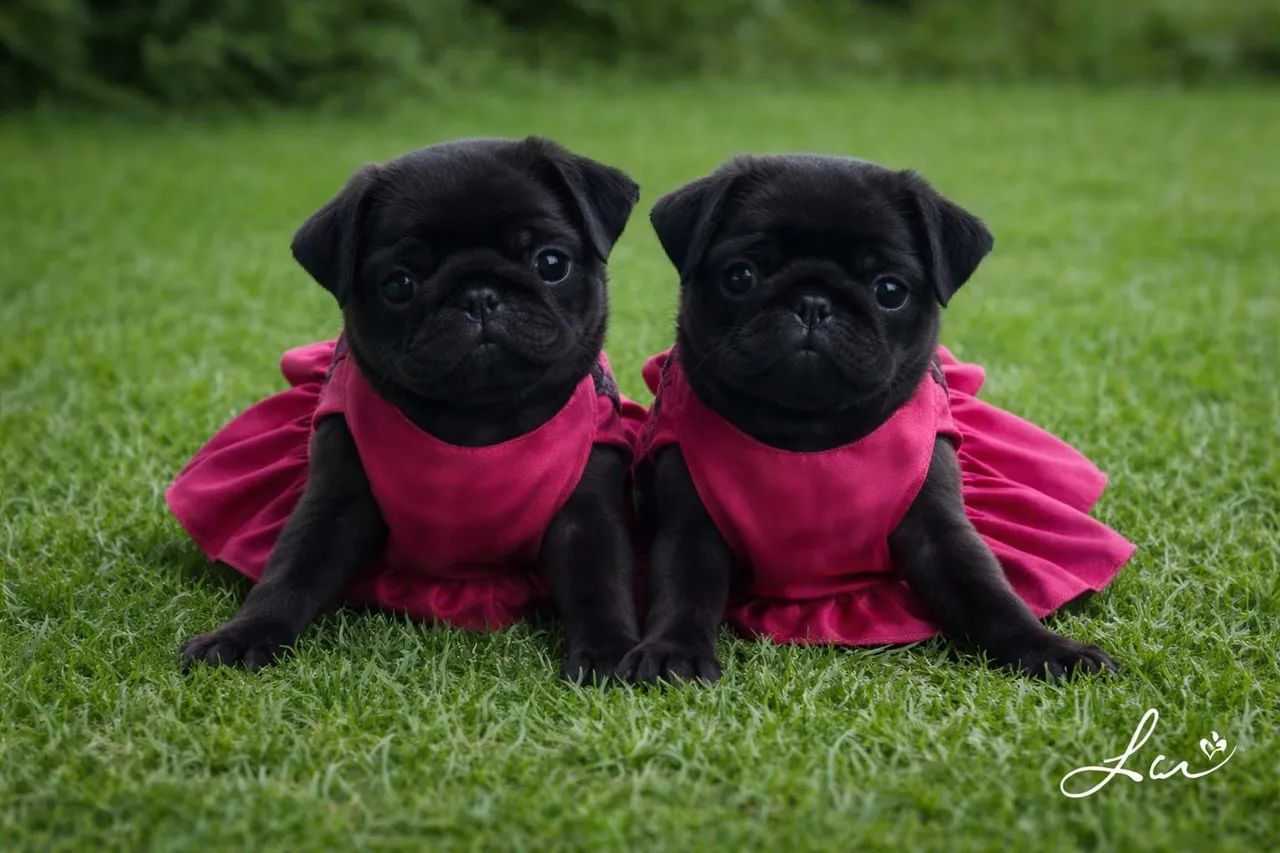 Pug macho e fêmea 