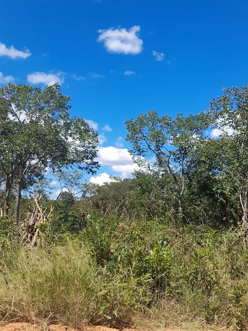 Chácara 2.500m² - Foto 3
