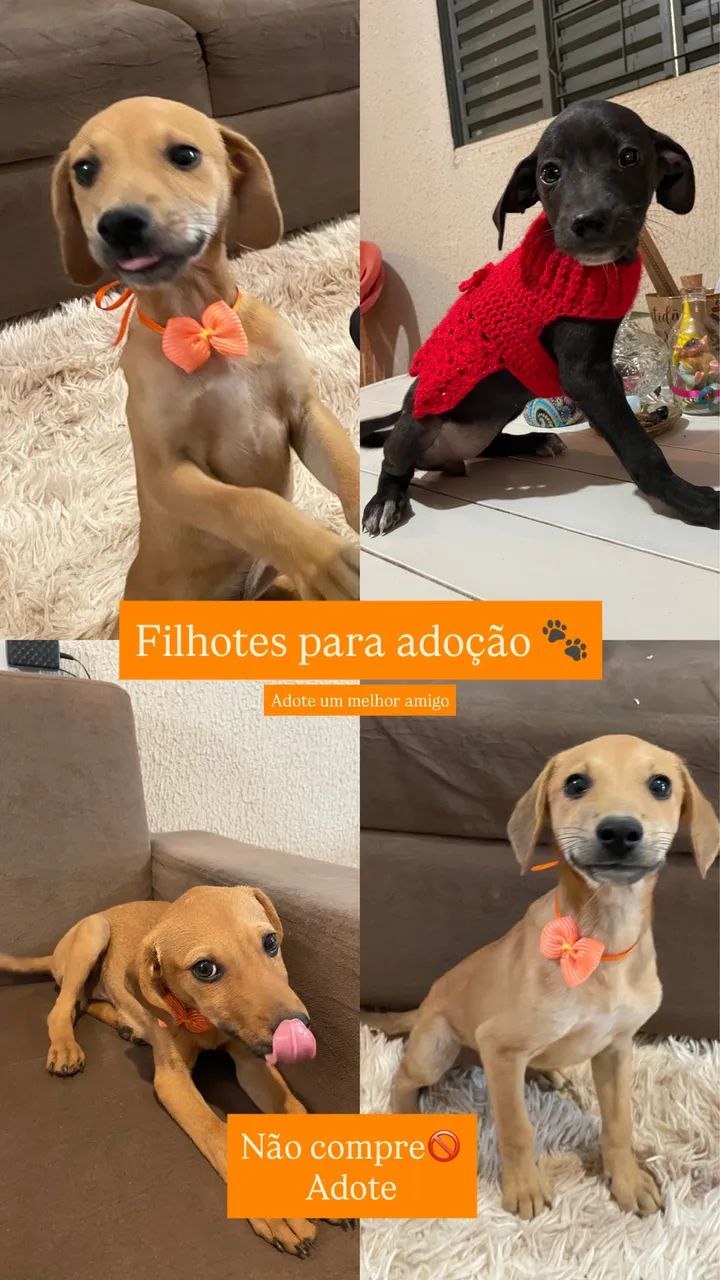 Adoção de filhote