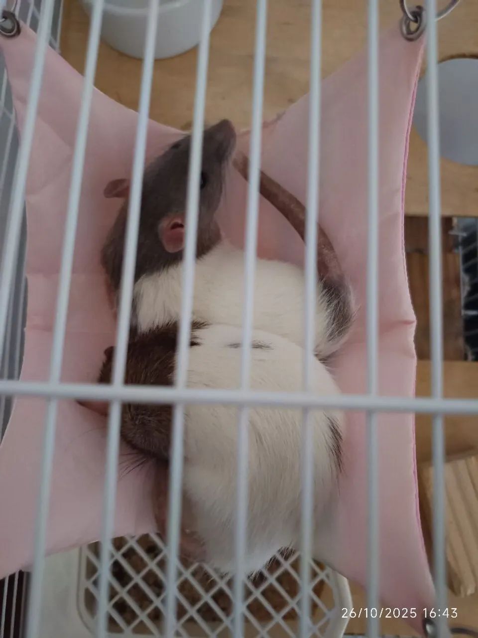 Ratas Twister