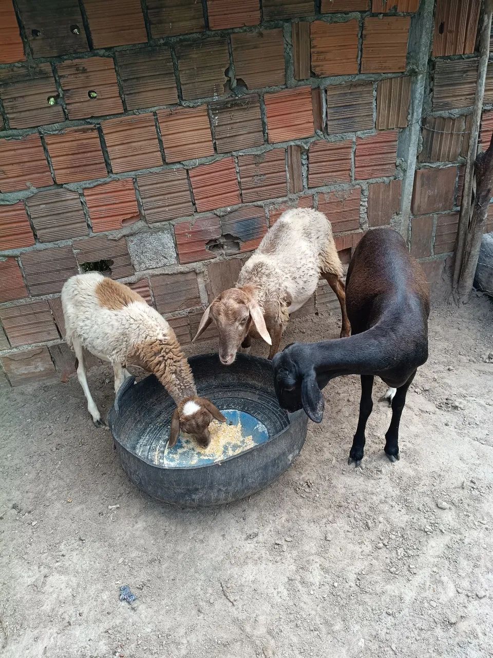 Ovelha 