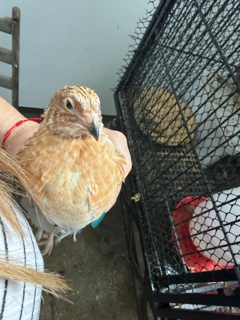 Codornas macho - Foto 2