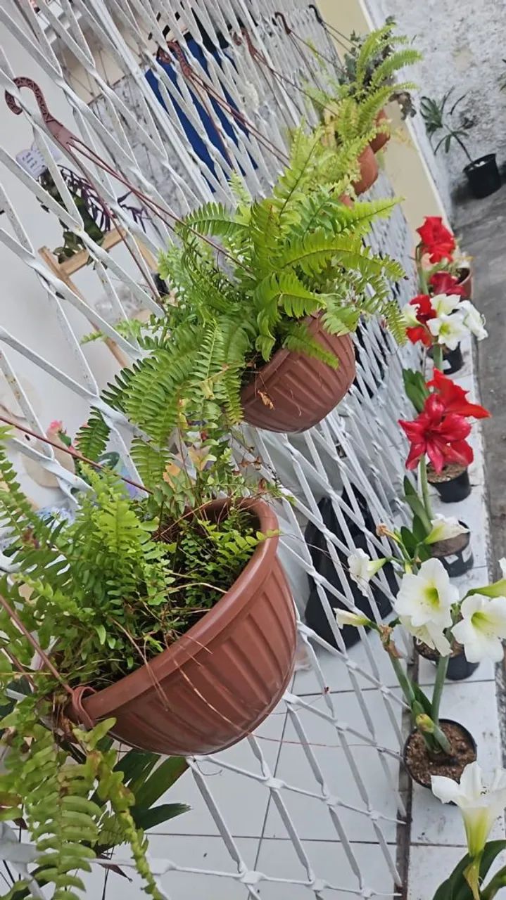 Amarílis  - Foto 3