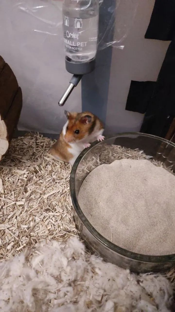 Hamster angorá  - Foto 2