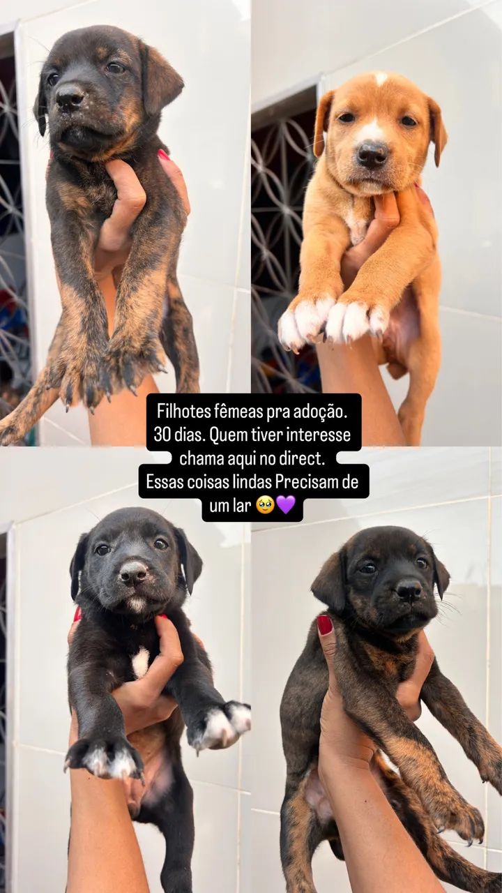 Doação 