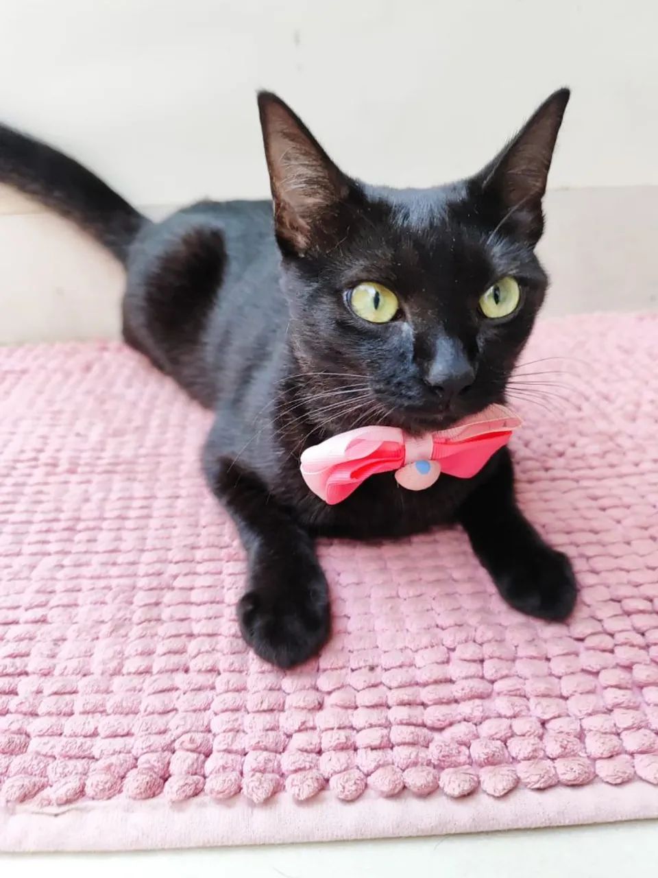 Gatinha Adoção  - Foto 5
