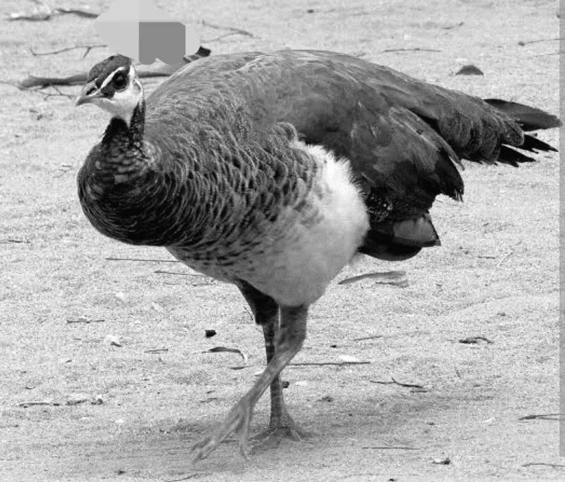 Pavo - Foto 3