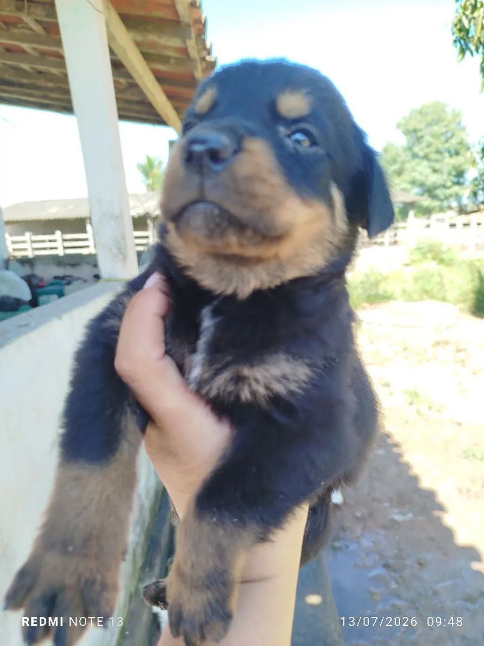 Rottweiler  - Foto 2