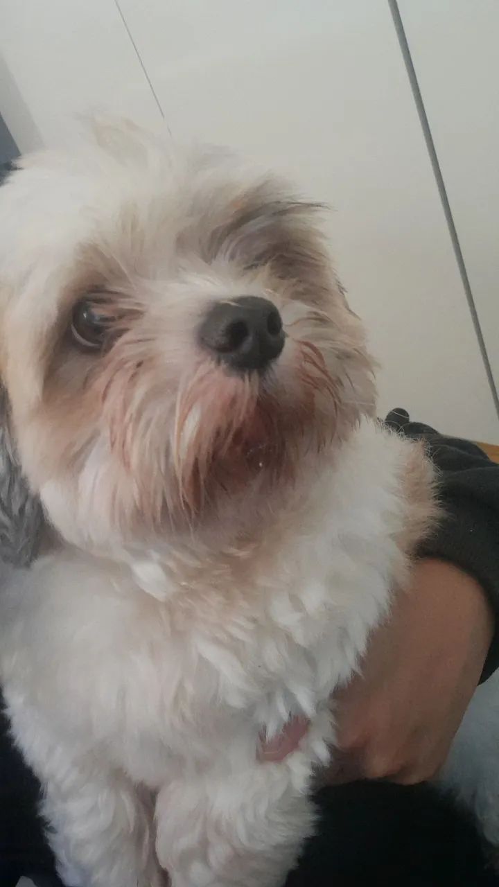 Vende-se Shih tzu