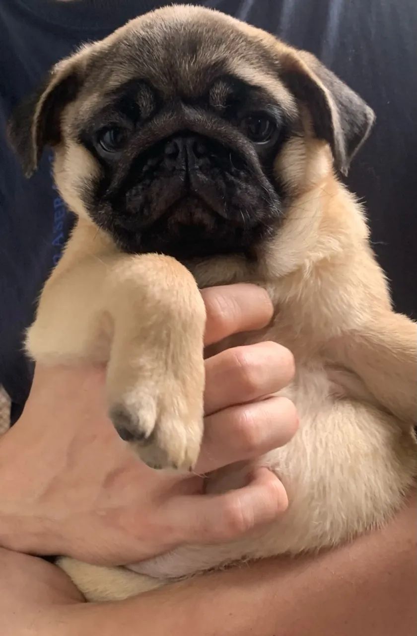 Pug 