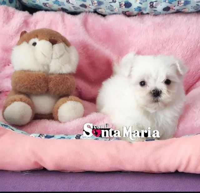 femea maltes mini micro baby face branca pedigree e adestrada - Foto 2