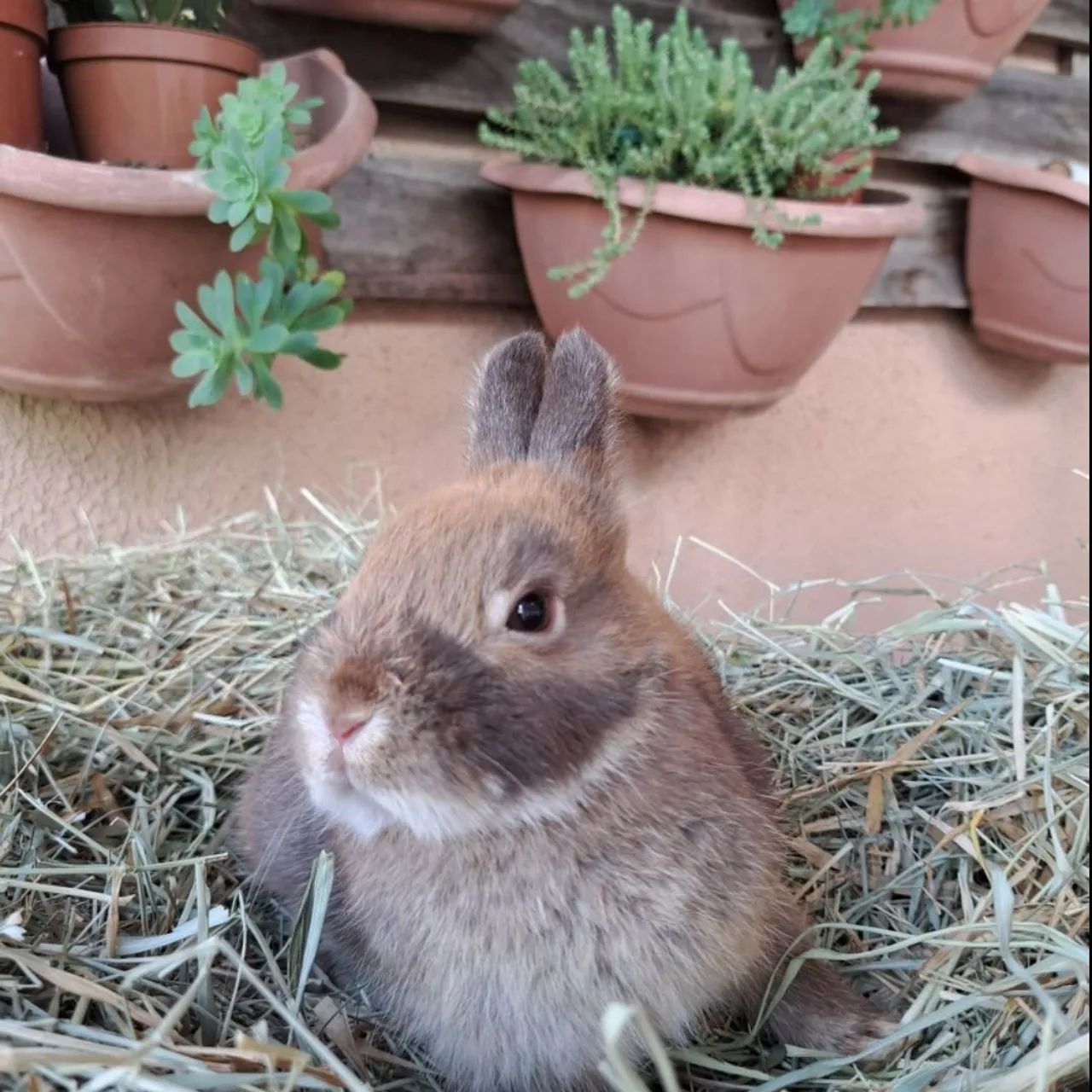 Mini coelhos anão netherland dwarf - Foto 3