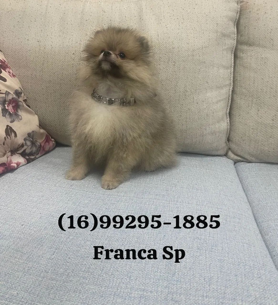 Machinho de spitz Alemão.  - Foto 2