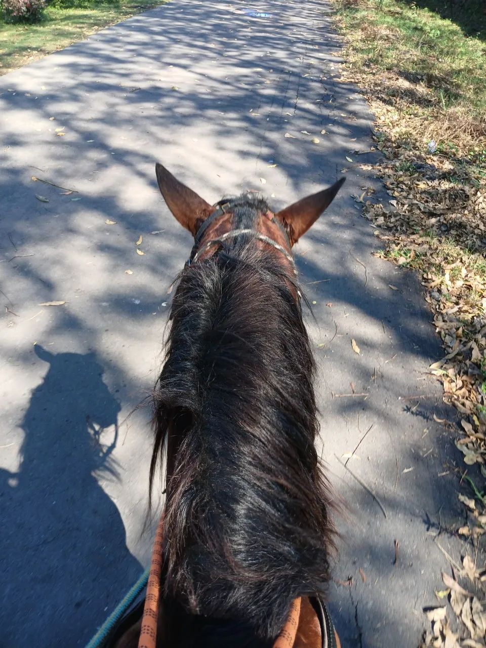 Cavalo pra negocio  - Foto 2