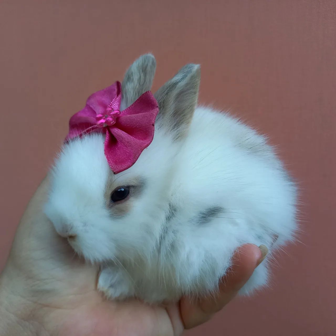 Mini Lion Head Rabbit